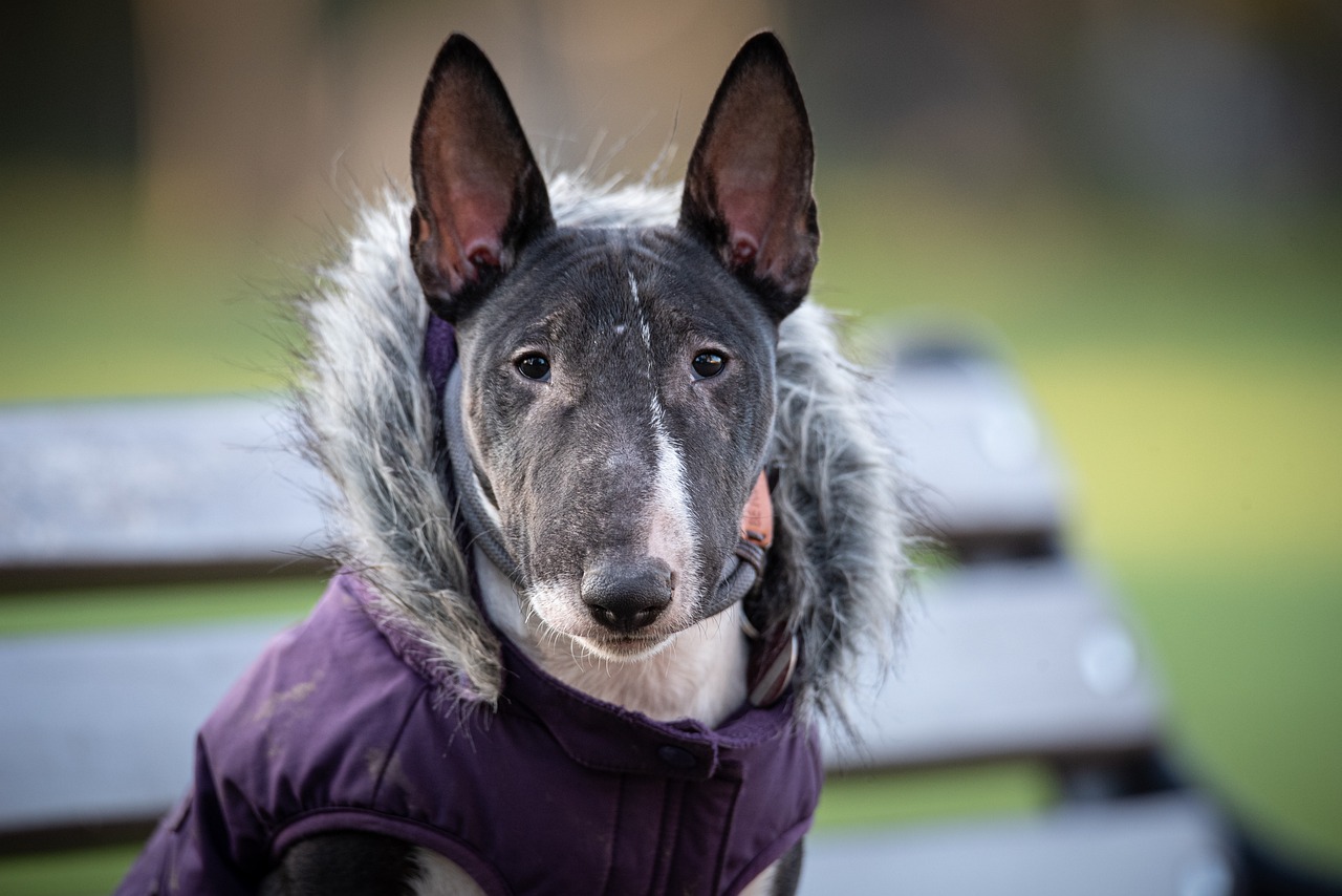 Understanding the Traits of Bull Terriers